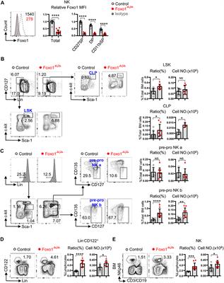 Hematopoietic-Specific Deletion of Foxo1 Promotes NK Cell Specification and Proliferation